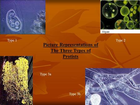 Type 1Type 2 Type 3a Type 3b Picture Representations of The Three Types of Protists.