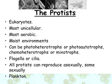 The Protists Eukaryotes. Most unicellular. Most aerobic.