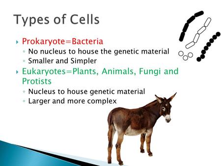  Prokaryote=Bacteria ◦ No nucleus to house the genetic material ◦ Smaller and Simpler  Eukaryotes=Plants, Animals, Fungi and Protists ◦ Nucleus to house.