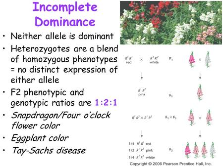 Incomplete Dominance Neither allele is dominant