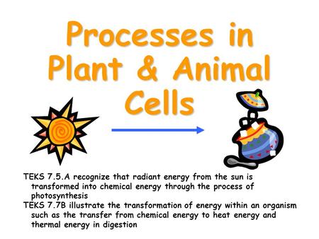 Processes in Plant & Animal Cells TEKS 7.5.A recognize that radiant energy from the sun is transformed into chemical energy through the process of photosynthesis.
