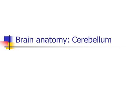 Brain anatomy: Cerebellum