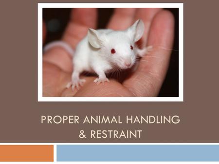 Proper animal handling & Restraint