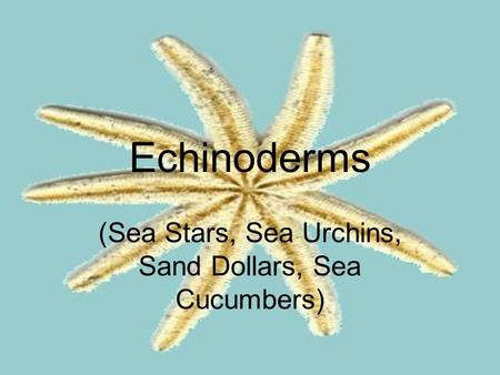 (Sea Stars, Sea Urchins, Sand Dollars, Sea Cucumbers)