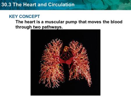 The tissues and structures of the heart make it an efficient pump.