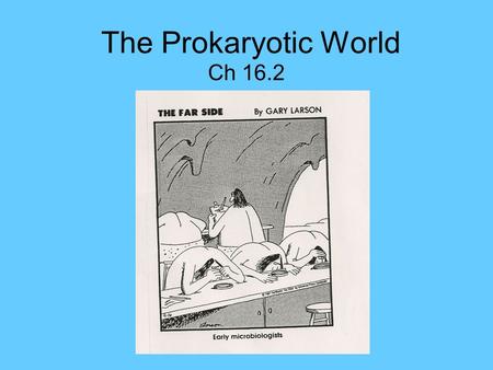 The Prokaryotic World Ch 16.2. Prokaryotes Prokaryote: a cell that lacks a nucleus and other organelles 2 types of prokaryotes: 1. Archaea 2. Bacteria.