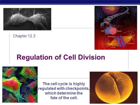 AP Biology 2008-2009 Regulation of Cell Division Chapter 12.3 The cell cycle is highly regulated with checkpoints, which determine the fate of the cell.