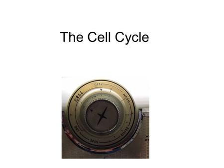 The Cell Cycle CELL.