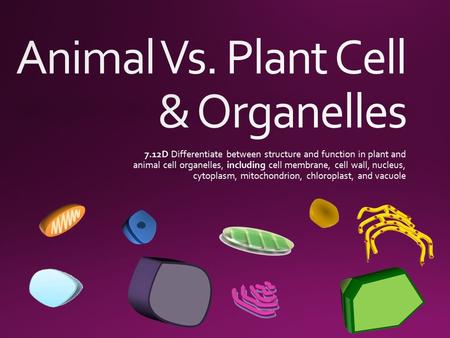 Animal Vs. Plant Cell & Organelles
