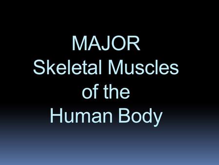 MAJOR Skeletal Muscles of the Human Body. FRONTALIS.