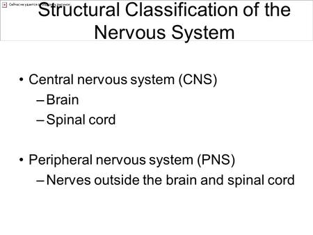 Structural Classification of the Nervous System