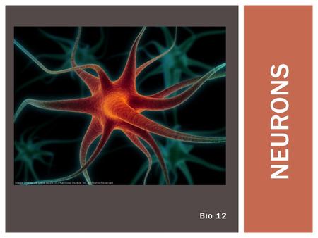 Bio 12 NEURONS. Joke of the day: Wouldn’t that be great!