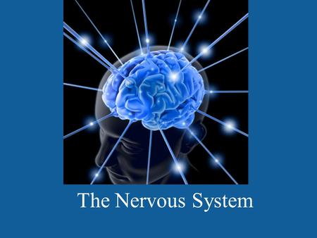 The Nervous System.  iction/drugs/mouse.html.