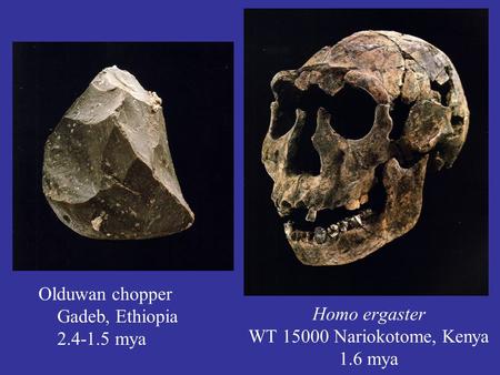 Homo ergaster WT Nariokotome, Kenya 1.6 mya