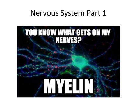 Nervous System Part 1.