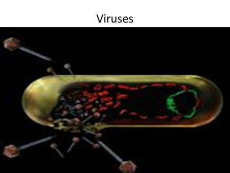 Viruses. At the boundary of life, between the macromolecules (which are not alive) and the prokaryotic cells (which are), lie the viruses and bacteriophages.