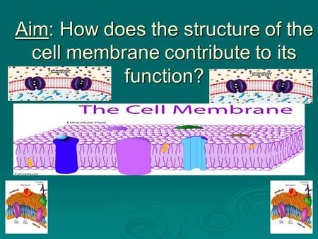 Aim: How does the structure of the cell membrane contribute to its function?