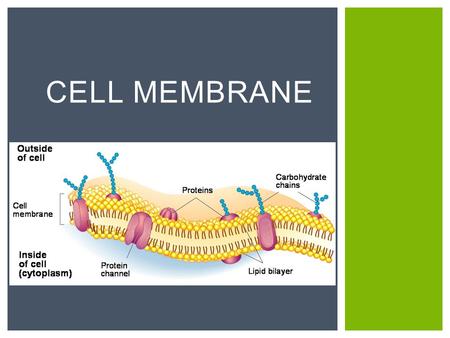CELL MEMBRANE.  ALL CELLS!!!  Prokaryotes  (bacteria, archaea)  Eukaryotes  (plants, animals, protists, fungi) WHAT TYPES OF CELLS HAVE CELL MEMBRANES?