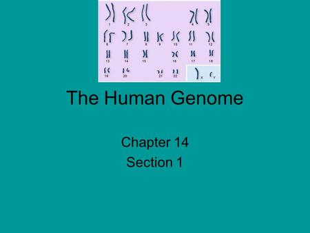 The Human Genome Chapter 14 Section 1. karyotype (KAR-ee-uh-typ). photograph cells in mitosis, when the chromosomes are fully condensed and easy to see.