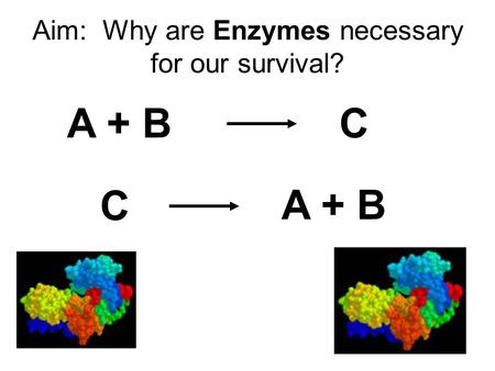 Aim: Why are Enzymes necessary for our survival? A + BC C.