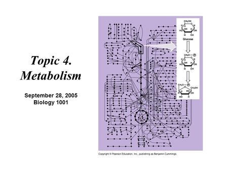 Topic 4. Metabolism September 28, 2005 Biology 1001.