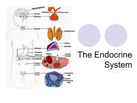 The Endocrine System. Nerves deliver messages electrically while hormones deliver messages chemically.