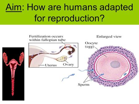 Aim: How are humans adapted for reproduction?