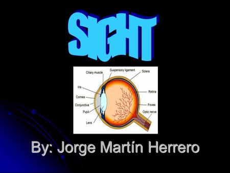 By: Jorge Martín Herrero. INDEX Introduction: Introduction: Parts of the sight: Parts of the sight: How the eye works: How the eye works: Funtions: Funtions: