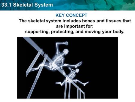 KEY CONCEPT The skeletal system includes bones and tissues that are important for: supporting, protecting, and moving your body.