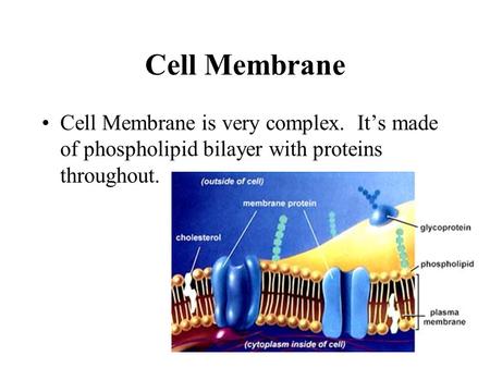 Cell Membrane Cell Membrane is very complex. It’s made of phospholipid bilayer with proteins throughout.