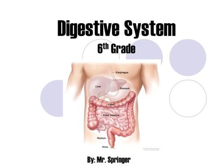 Digestive System 6th Grade