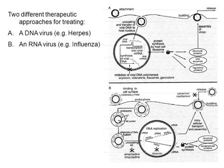 Two different therapeutic approaches for treating: A.A DNA virus (e.g. Herpes) B.An RNA virus (e.g. Influenza)