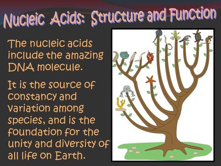 The nucleic acids include the amazing DNA molecule. It is the source of constancy and variation among species, and is the foundation for the unity and.