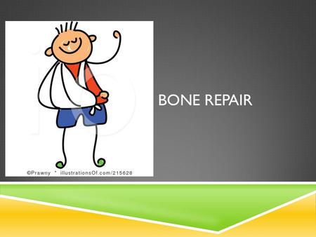 BONE REPAIR. Repair of Bone Fractures Slide 5.18 Copyright © 2003 Pearson Education, Inc. publishing as Benjamin Cummings 1.Hematoma (blood-filled swelling)