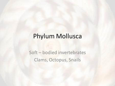 Phylum Mollusca Soft – bodied invertebrates Clams, Octopus, Snails.