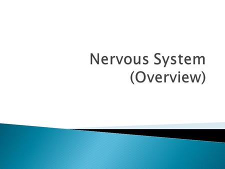 Nervous System (Overview)