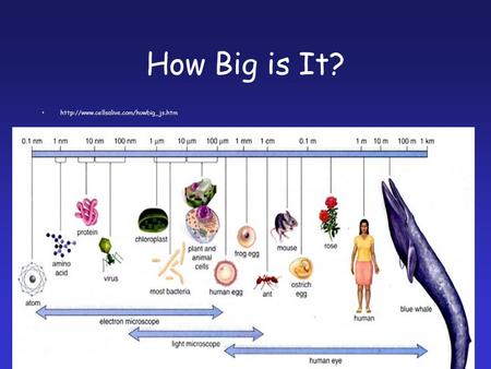 How Big is It?  1.