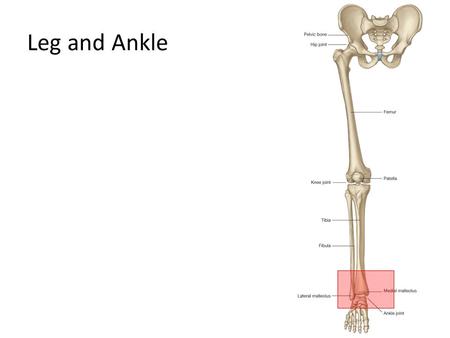 Leg and Ankle.