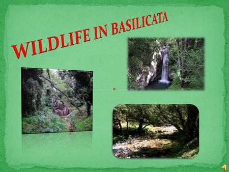 There is another green area in Basilicata worth visiting. It is where the presence of two lakes of vulcanic origin makes the region even more characteristic.