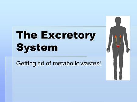 The Excretory System Getting rid of metabolic wastes!