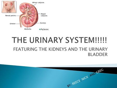 FEATURING THE KIDNEYS AND THE URINARY BLADDER BY: REECE, NICK, AND GREG.