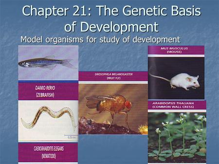 Chapter 21: The Genetic Basis of Development Model organisms for study of development.