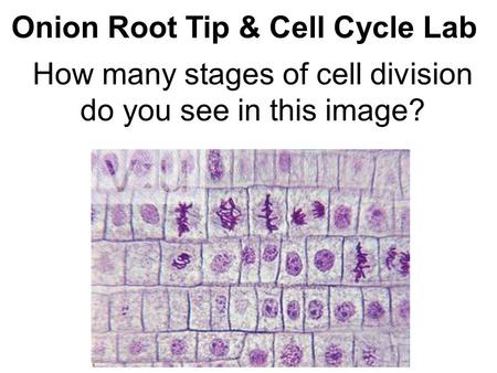 How many stages of cell division do you see in this image?