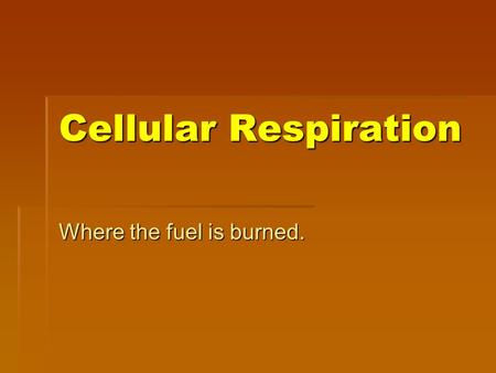 Cellular Respiration Where the fuel is burned.. Mitochondria  Double membrane bound organelle.  Outer membrane encloses the entire structure.  Inner.