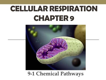 Cellular Respiration Chapter 9