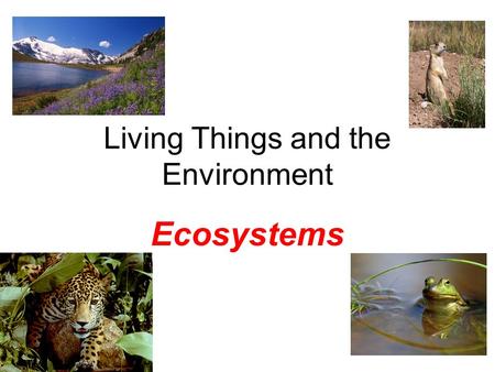 Living Things and the Environment Ecosystems. Ecology What is it? Definition: The study of how living things interact with each other and their environment.