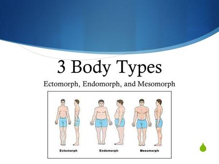 Ectomorph, Endomorph, and Mesomorph
