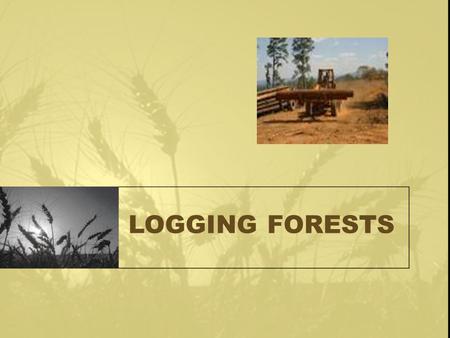 LOGGING FORESTS. Logging Forests Forests regulate climate by recycling water and carbon dioxide. transpirationOn hot days a large tree may absorb 5.5.