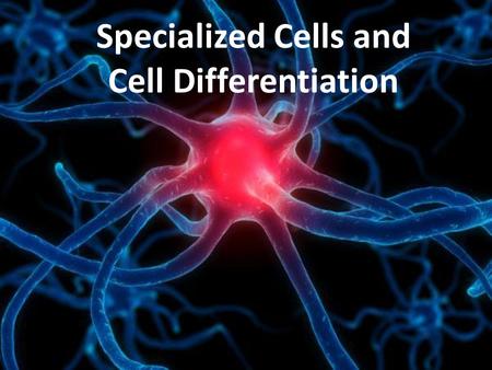 Specialized Cells and Cell Differentiation