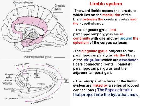 Limbic system -The word limbic means the structure which lies on the medial rim of the brain between the cerebral cortex and the hypothalamus. - The cingulate.